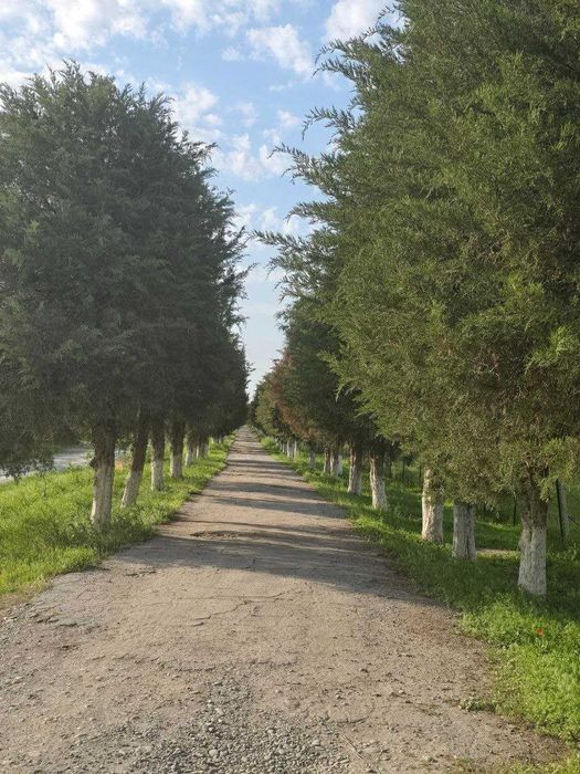 Dahbedda tayyor hovli uy sotiladi