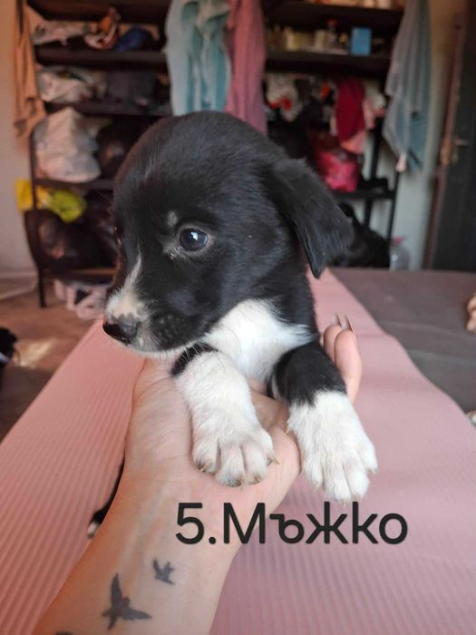 Подарявам кученца на 40 дни