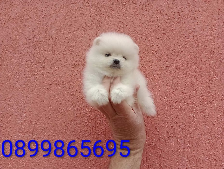 Мини Померанчета!