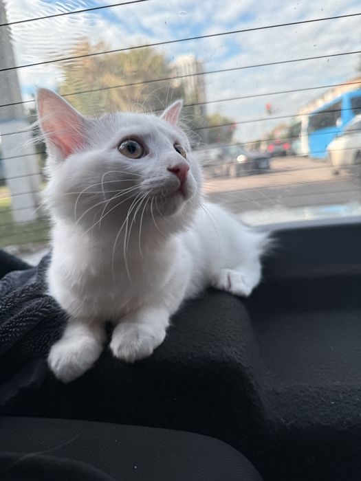 Котик бесплатно