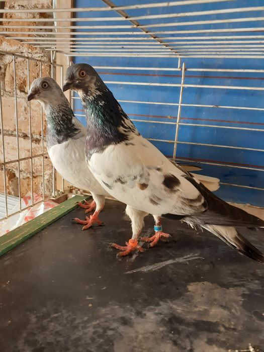 Rațe Rouen de ânzare!re!