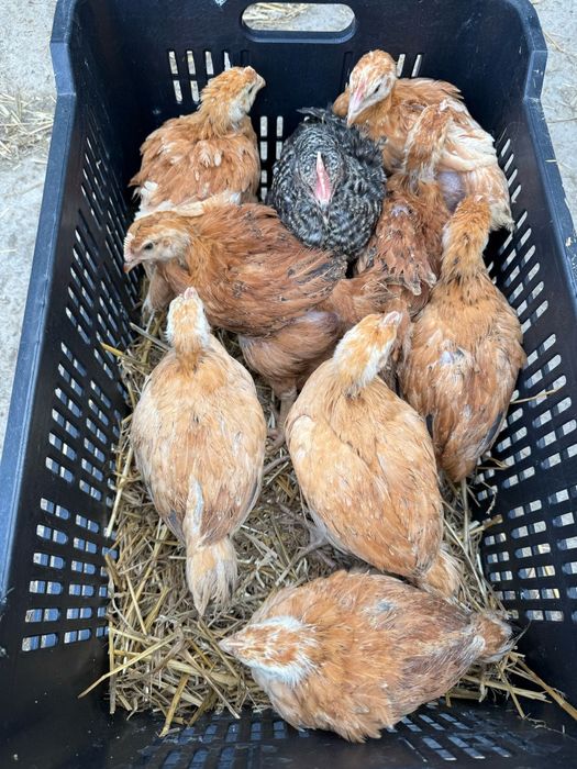 Pui alb de carne și rasa mixta