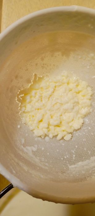 Ciupercă de kefir/chefir - 20 lei porția. Ridicare din București, sect
