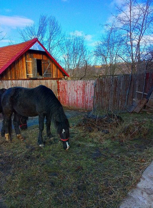 Vând Armăsar din Mama Frizian / Tata Semigreu.