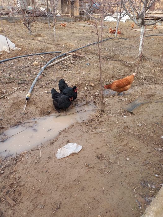 тауык японский