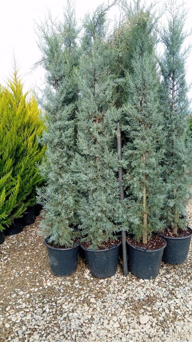 Plante ornamentale diferite specii și dimensiuni