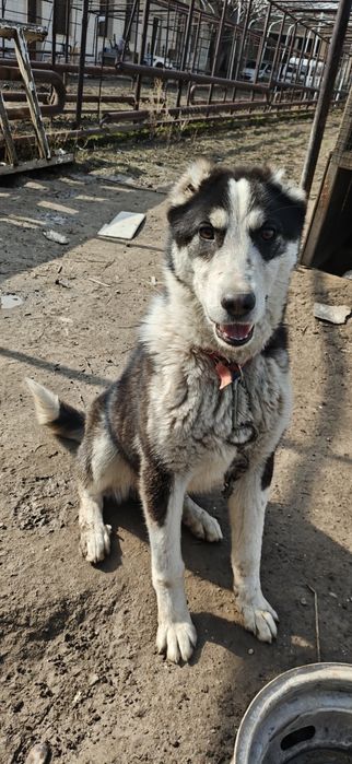 Алабай 8и месячный щенок