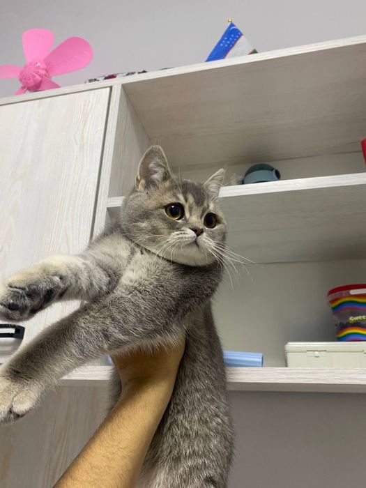 Британский скоттиш страйт девочка