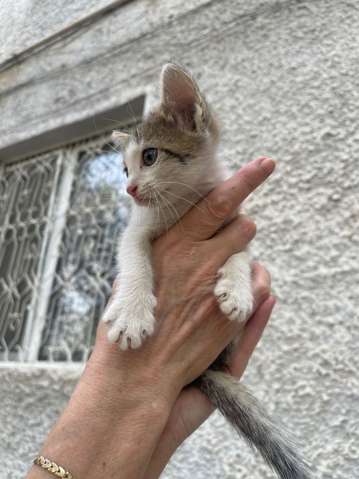 Отдам котенка в добрые руки мальчик