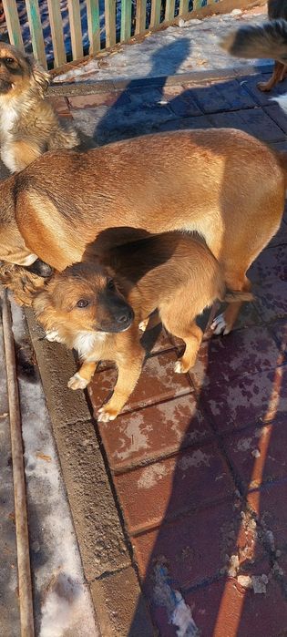 Шейки. 4 месяца.