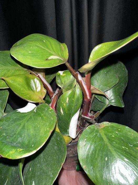 Филодендроны, монстера