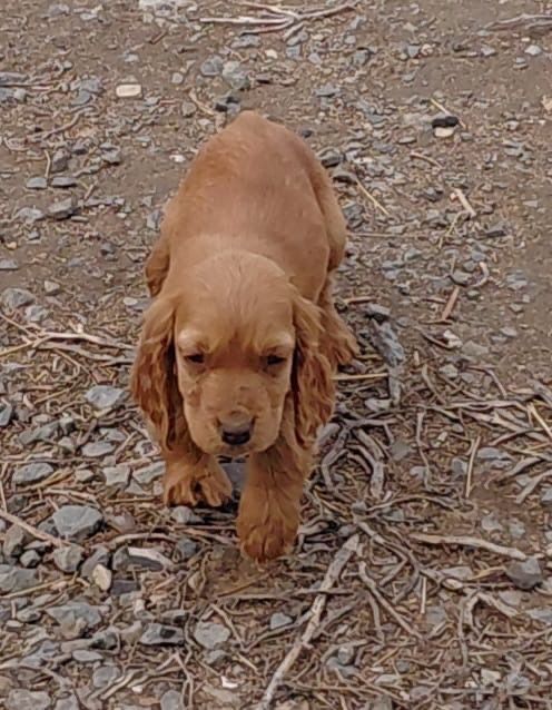 Собаки, щенята, спаниель