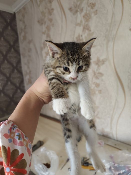 Срочно отдам даром котят