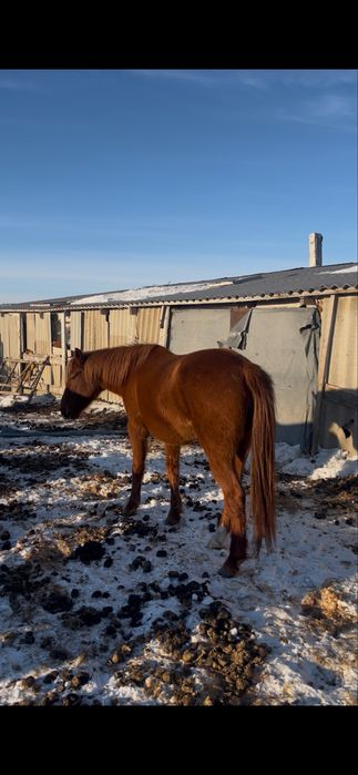 Байтал сатылады 520мын