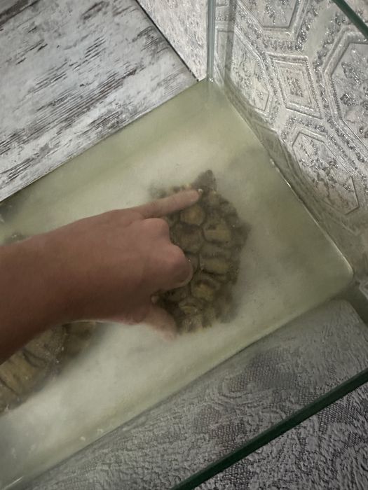 Красноухие Черепахи средний