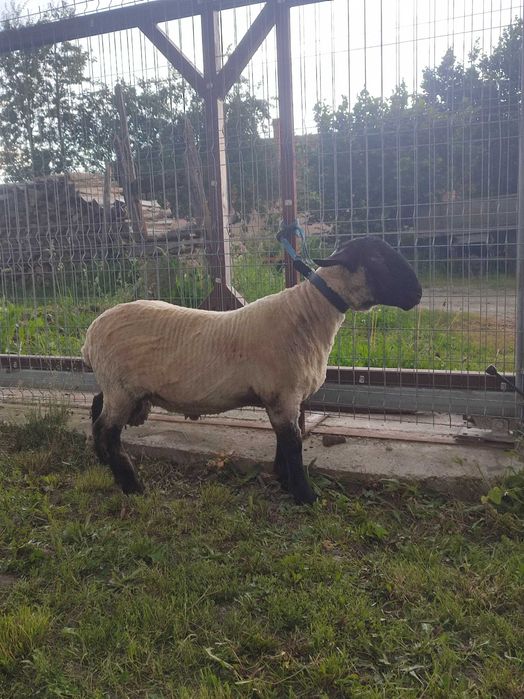 Berbeci Suffolk de un ani si sase luni