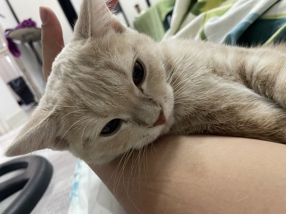 котенок мальчик 4.5месяцев