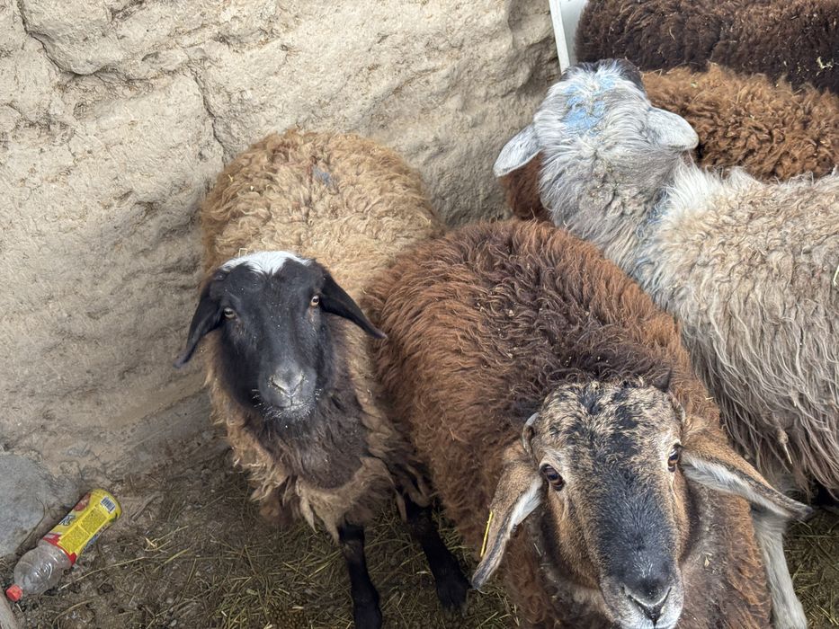 Семыз токты сатылады