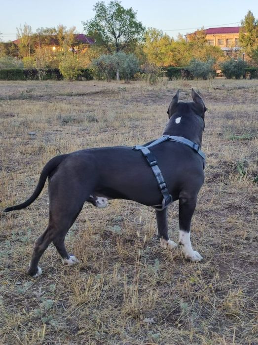 Американский стаффордширский терьер