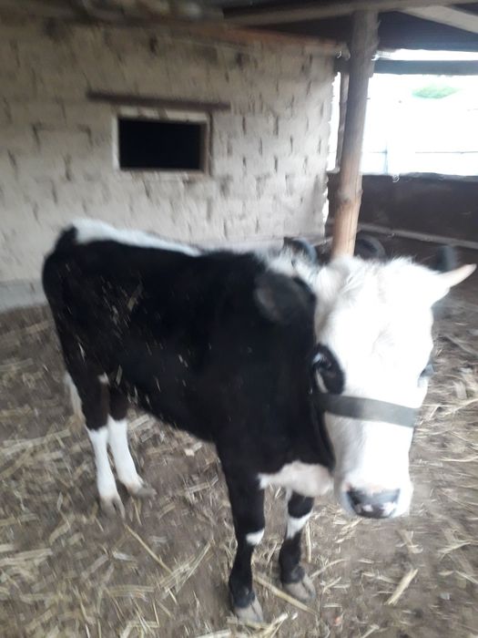 Сатылады семіз үрғашы баспақ қолдан бағылған