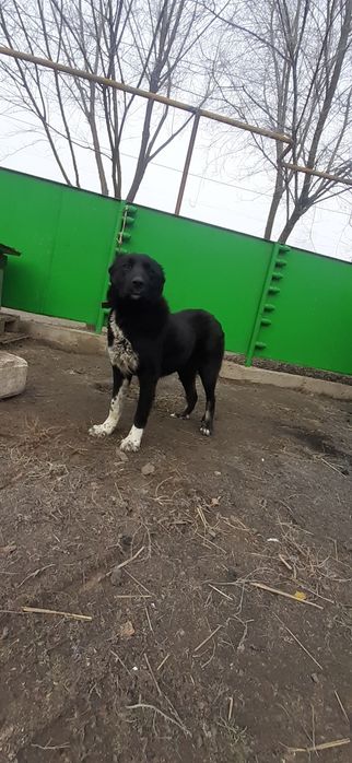 Продом щенки САО