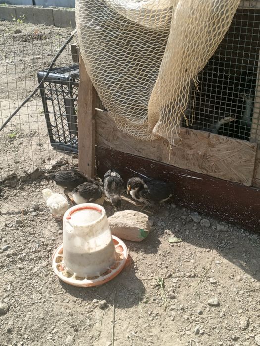 Продам цыплят австерлоп