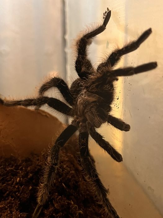 Vand tarantula Tliltocatl Albopilosum + terariu