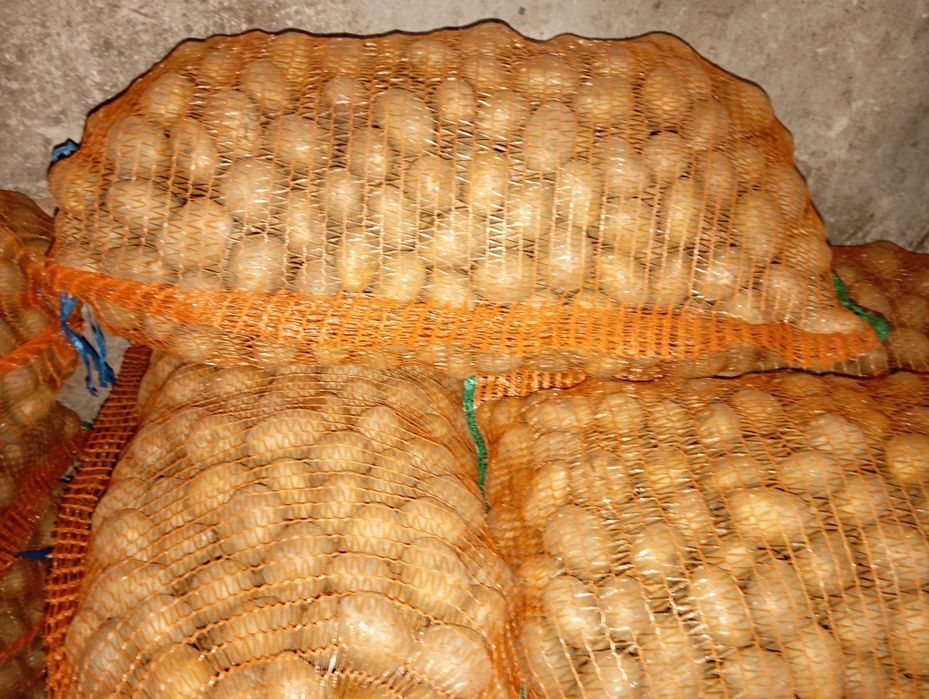 Cartofi de sămânță și animale