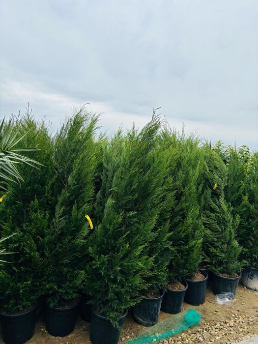 Gazon rulou,tuia smaralad tuia leilandi direct de la producător.