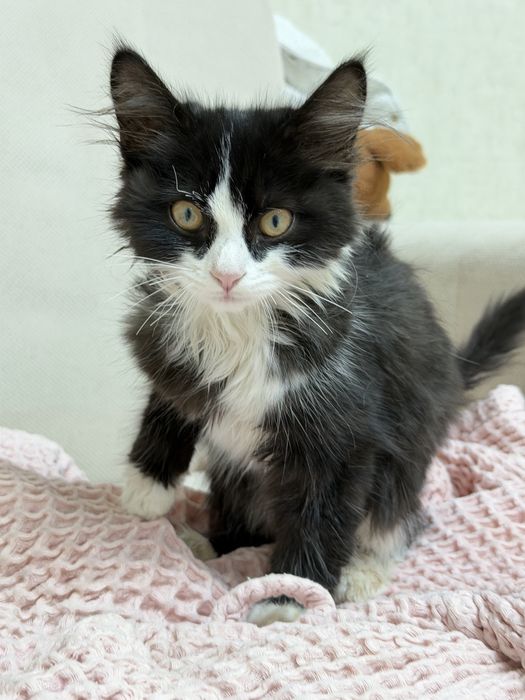 Котенок девочка ищет дом