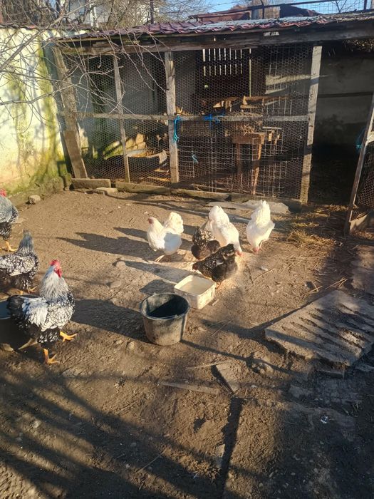 Oua de găini wyandotte