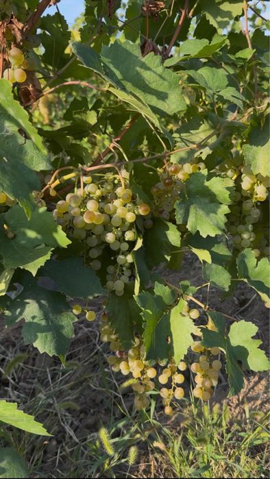 Struguri albi amestec Fetească, Chasselas, Riesling, Aligote,