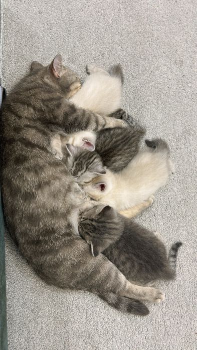 Продам котят британцы