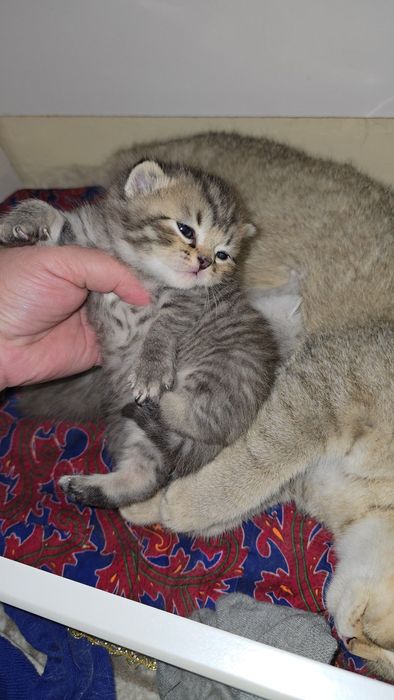 Бронь очилди Табби шиншилла мальчик