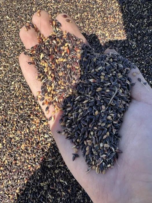 Суданка Сорго семена