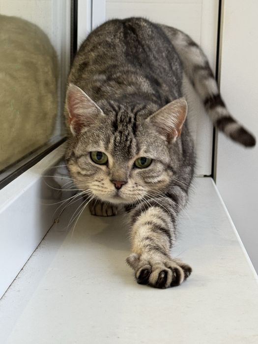 Отдам кошку стерилизованна