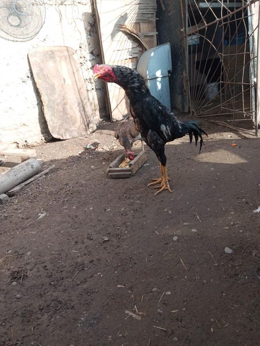 Дакан   кораздар    бар