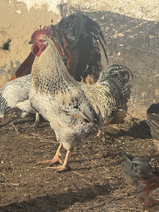 Әтеш сатылады 9 айлық