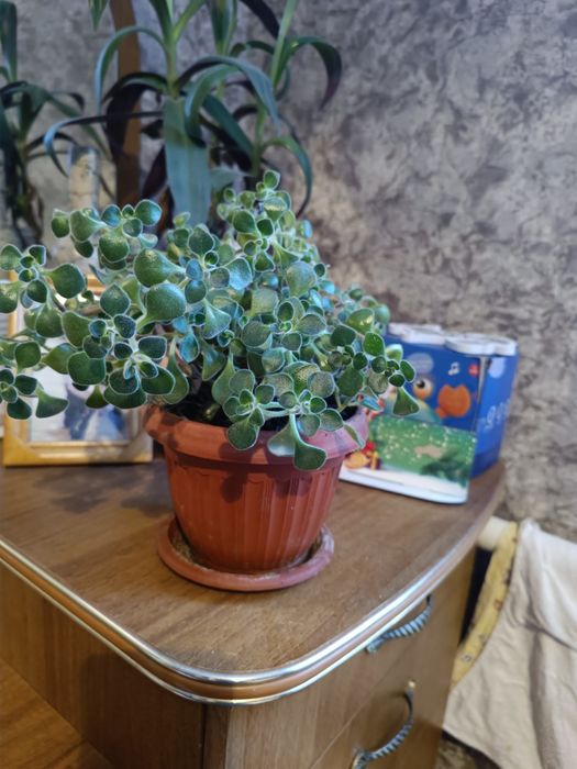 Продаются комнатные цветы