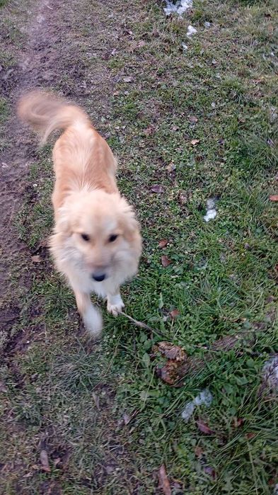 Câini crescuți la țară