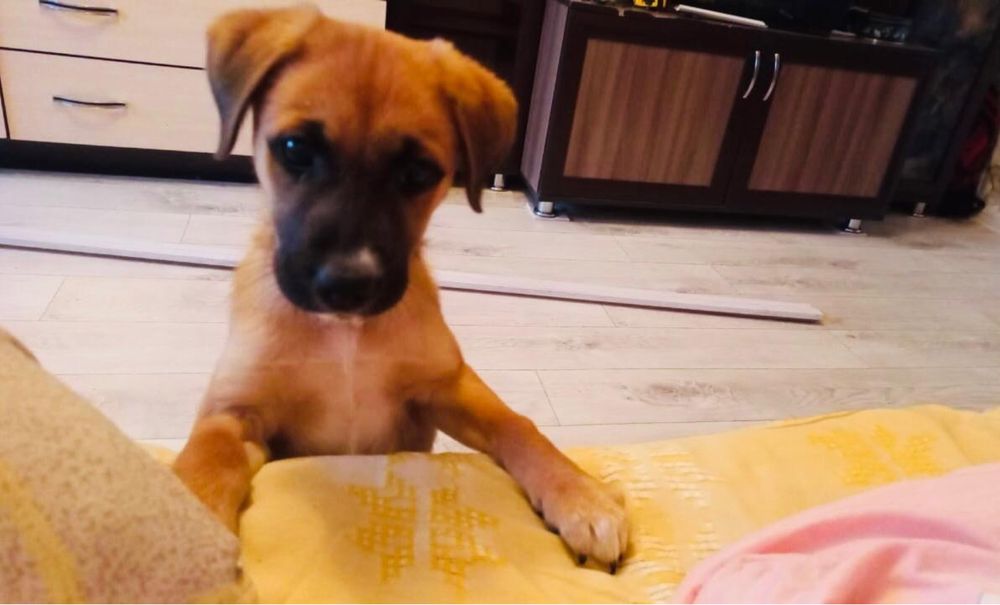 Щенок даром в добрые руки