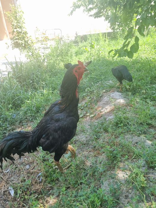 Дакан хуроз сотилади самарканд