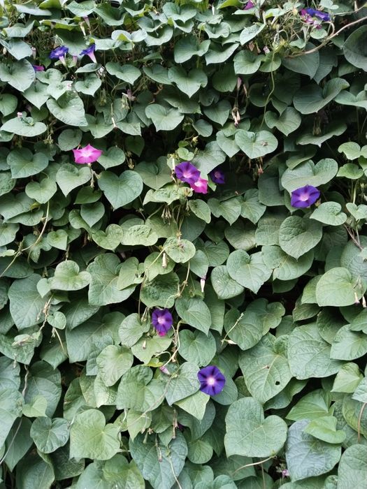 Семена вьюнков свежие