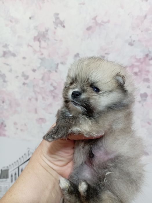 Продам щенков шпица
