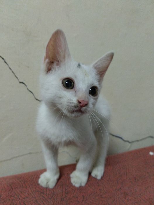 Отдам котёнка в хорошие руки .