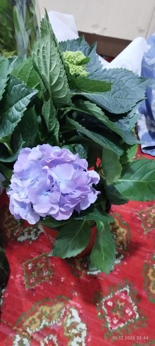 Камелия японская