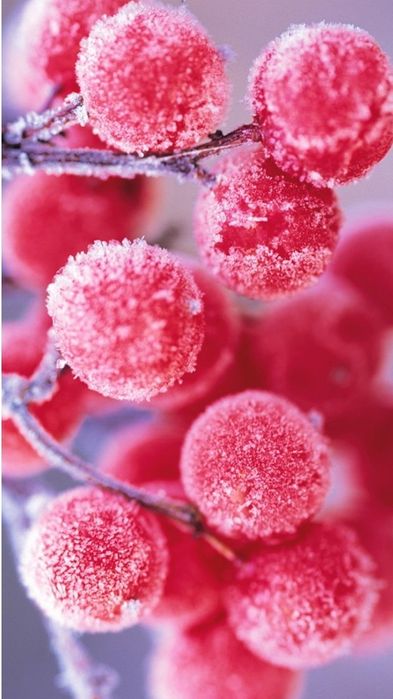 Хладоэлемент Аккумулятор холода и Термобокс