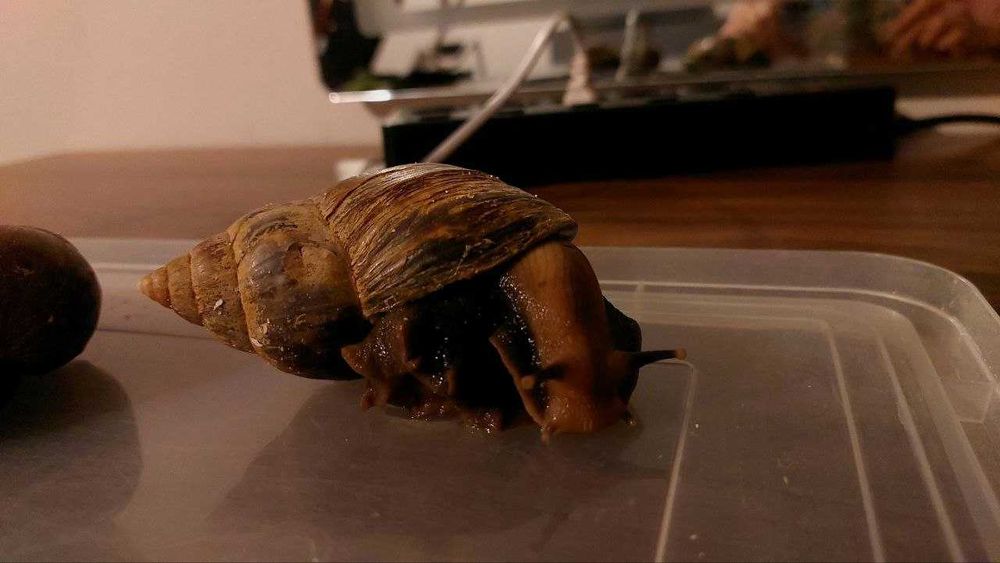 УЛИТКИ ахатины бесплатно