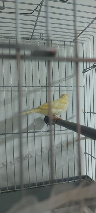 Канарейка продаётся