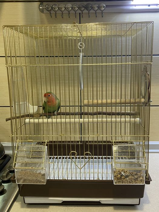 Попугай, краснолицый неразлучник